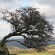 Thorn tree on Brentor