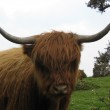 Highland cow near Brentor