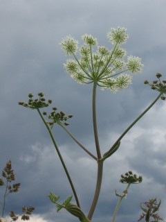 Plants by the wayside