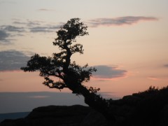 Thorn tree at dusk