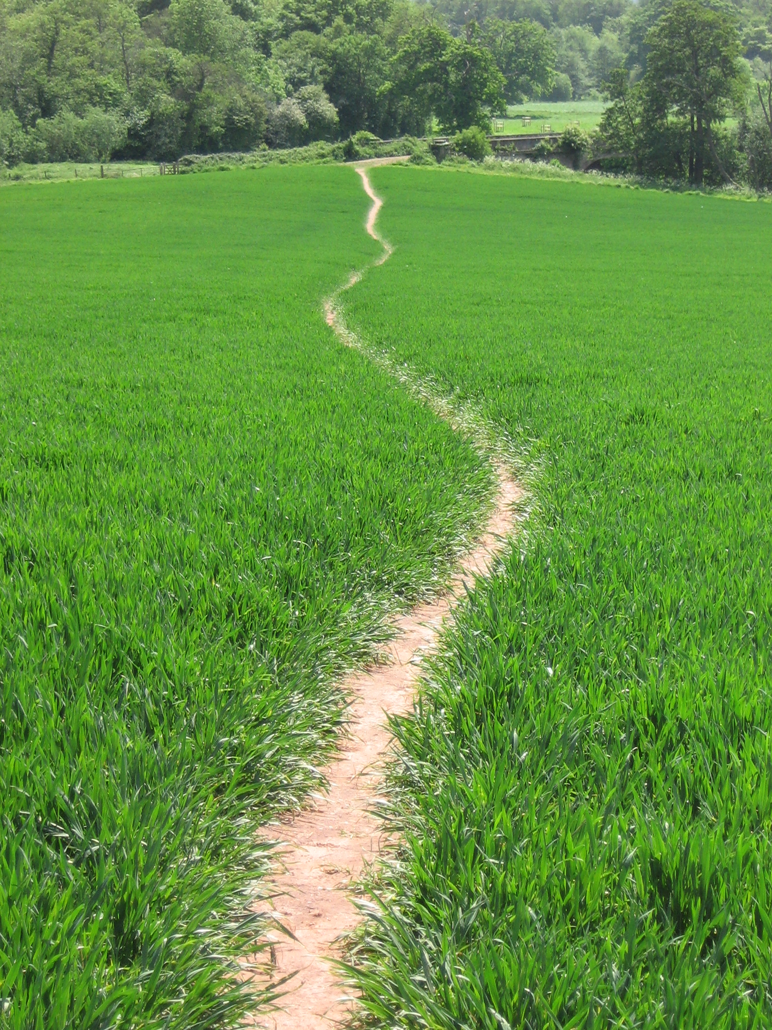 Footpath at Nynehead | Media | Mary Michael Pilgrims Way