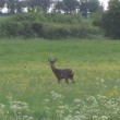  Deer on Somerset Levels