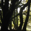 .Beech trees near Golitha Falls