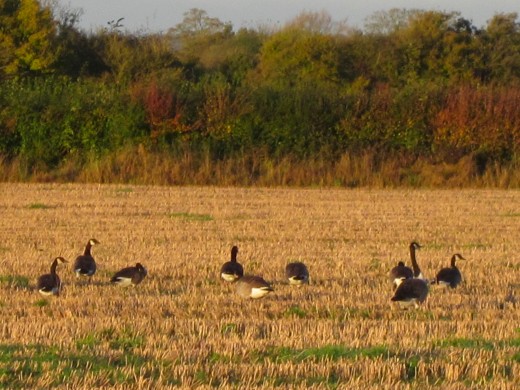 Canada geese grazing on stubble field near Trowbridge