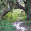 Willow arch, Swallowhead spring