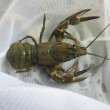 Crayfish Mells River
